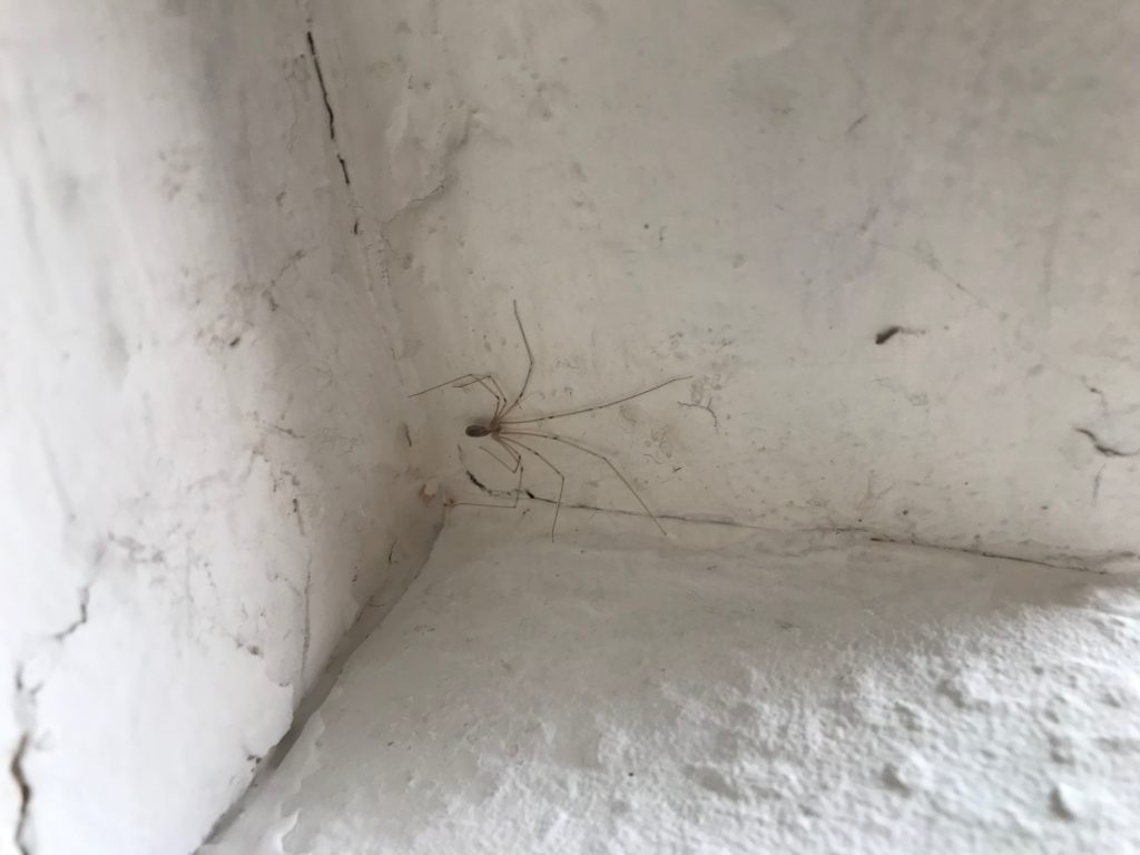 Why do spiders seem to prefer old houses? Weird Thoughts I Have Sat